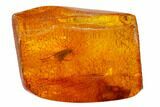 Detailed Fossil Caddisfly (Trichoptera) In Baltic Amber #159787-1